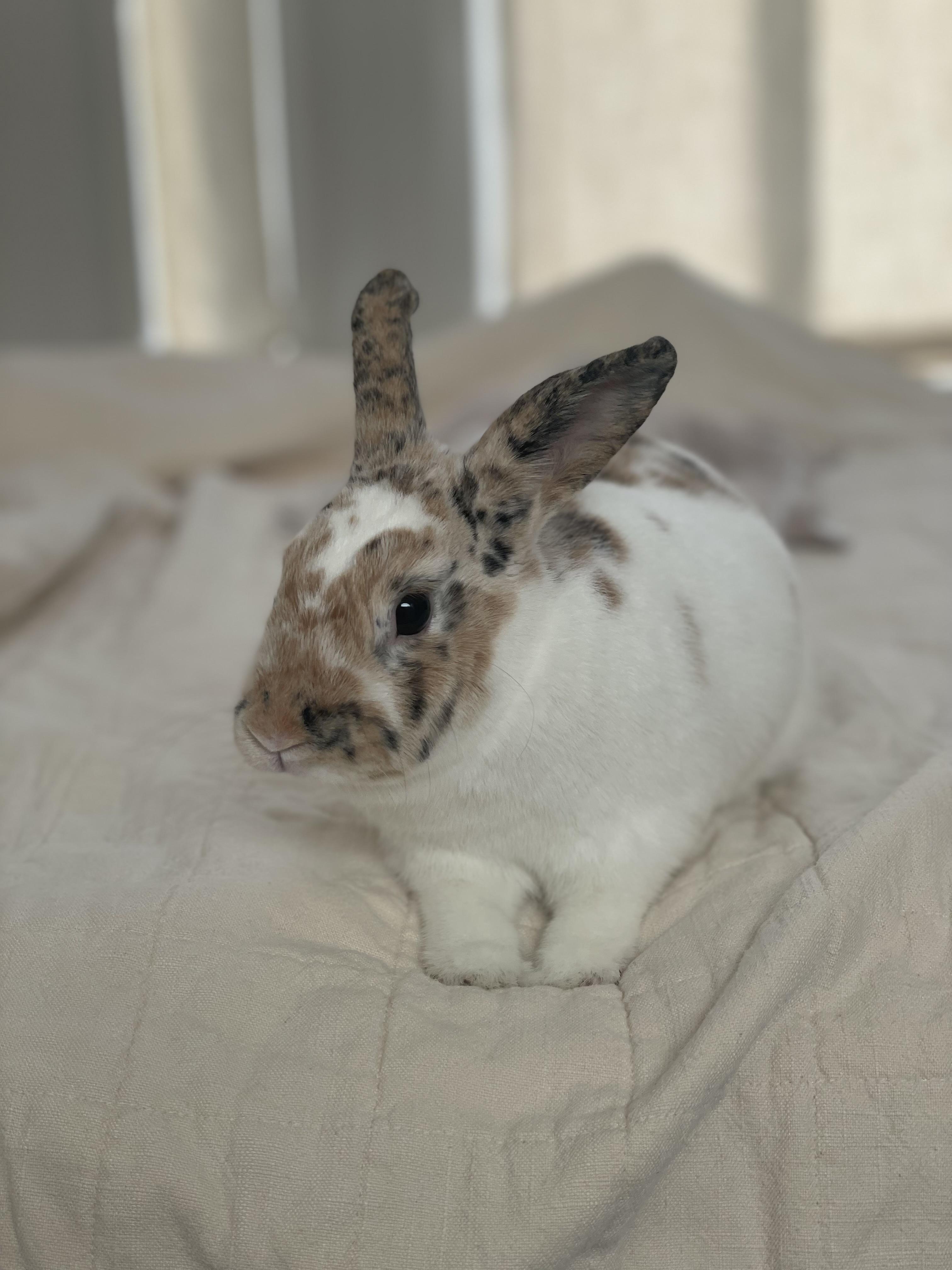 Marshmallow, an adopted mixed breed in New City, NY image 3/3