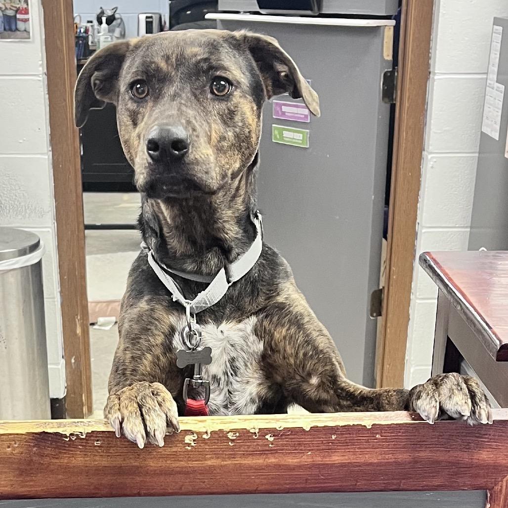 Marlee, Adoptable, Adult Female Mixed Breed.