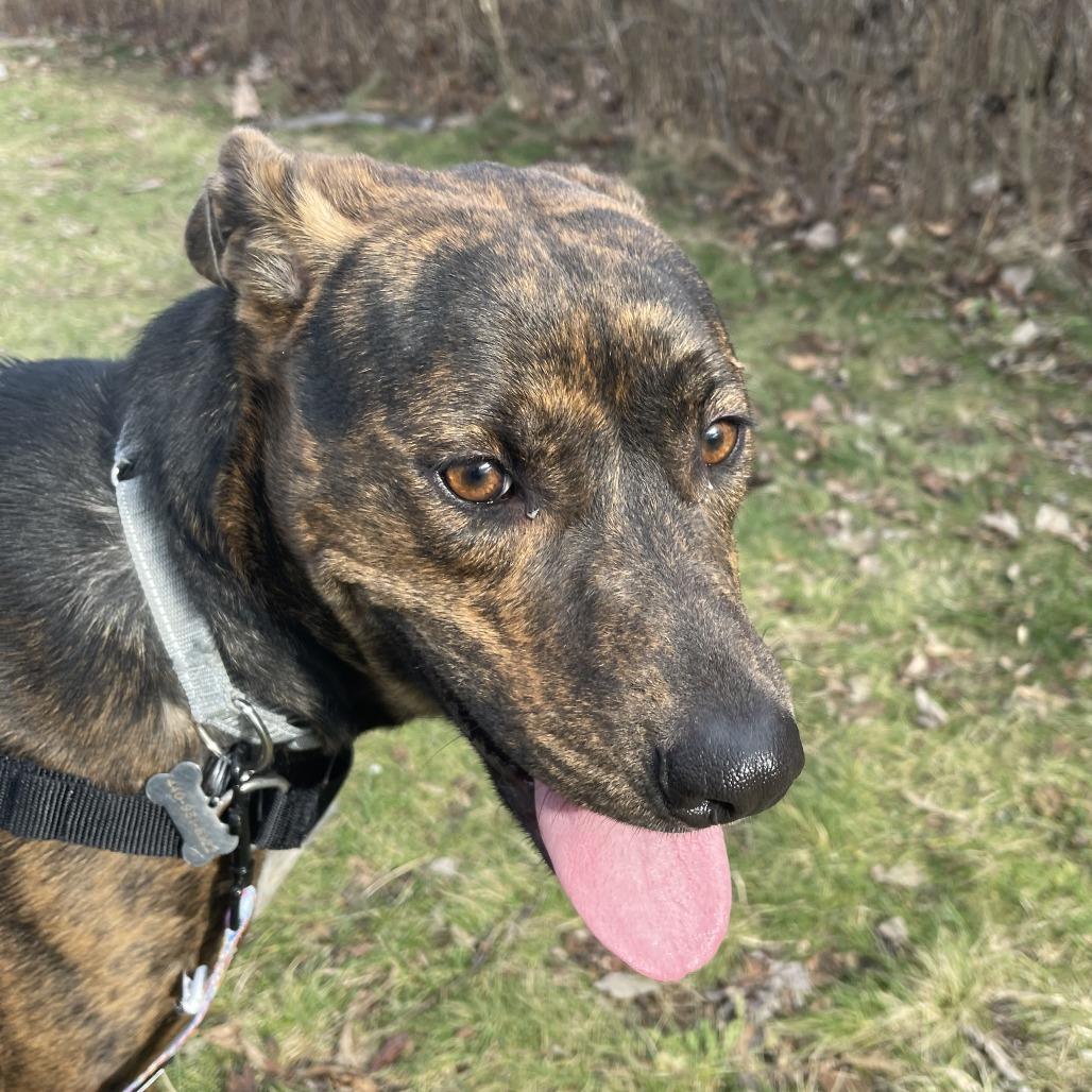 Enlarge Marlee, a Adoptable Mixed Breed in Mentor, OH image 3/6