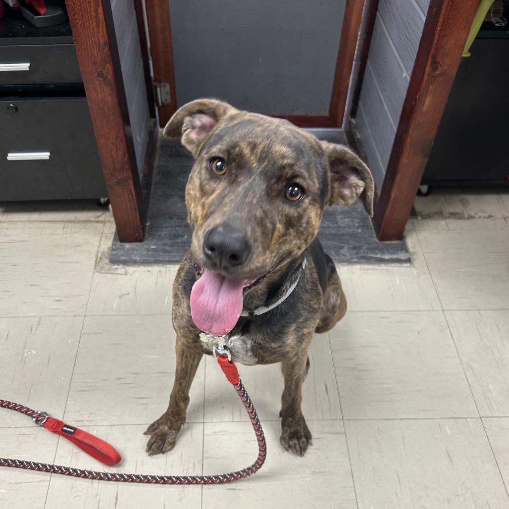 Enlarge Marlee, a Adoptable Mixed Breed in Mentor, OH image 4/6