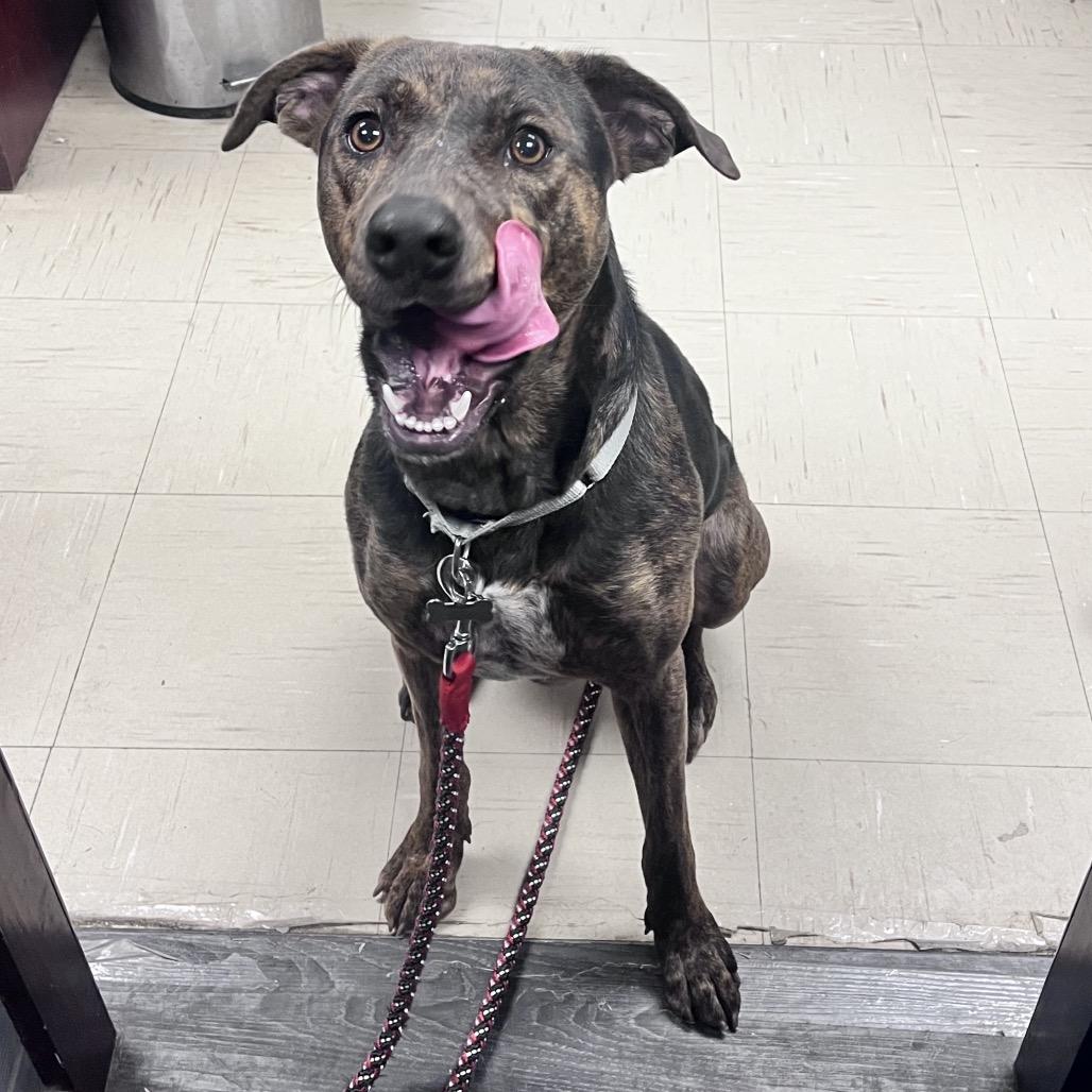 Enlarge Marlee, a Adoptable Mixed Breed in Mentor, OH image 5/6