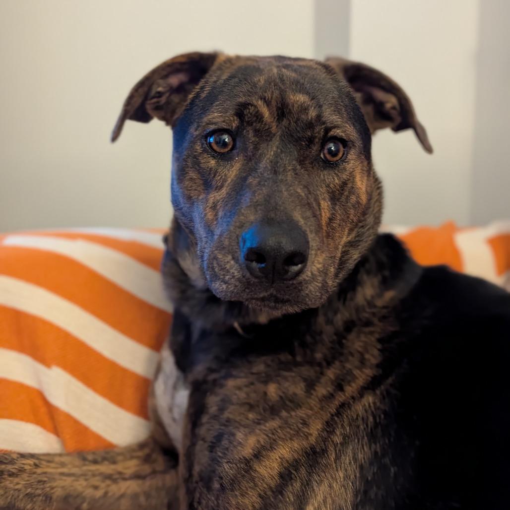 Enlarge Marlee, a Adoptable Mixed Breed in Mentor, OH image 6/6