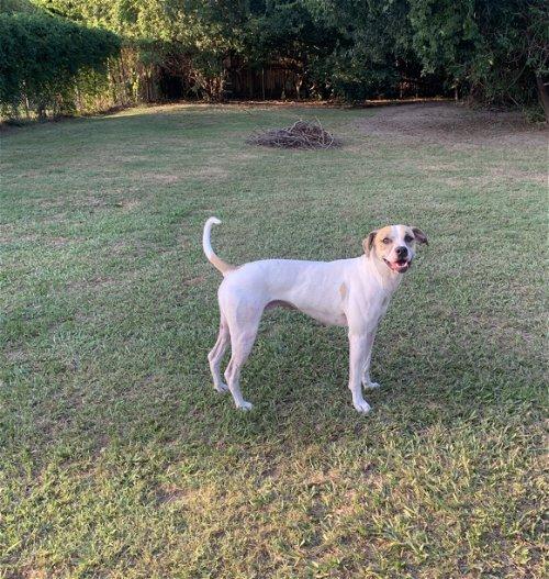 Arlo, a Adoptable Australian Cattle Dog / Blue Heeler in Spring, TX image 3/6