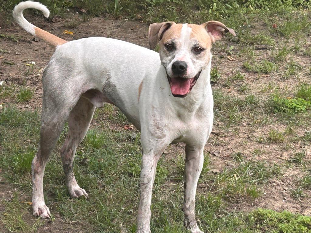 Arlo, a Adoptable Australian Cattle Dog / Blue Heeler in Spring, TX image 4/6