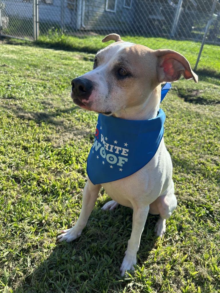 Arlo, a Adoptable Australian Cattle Dog / Blue Heeler in Spring, TX image 6/6