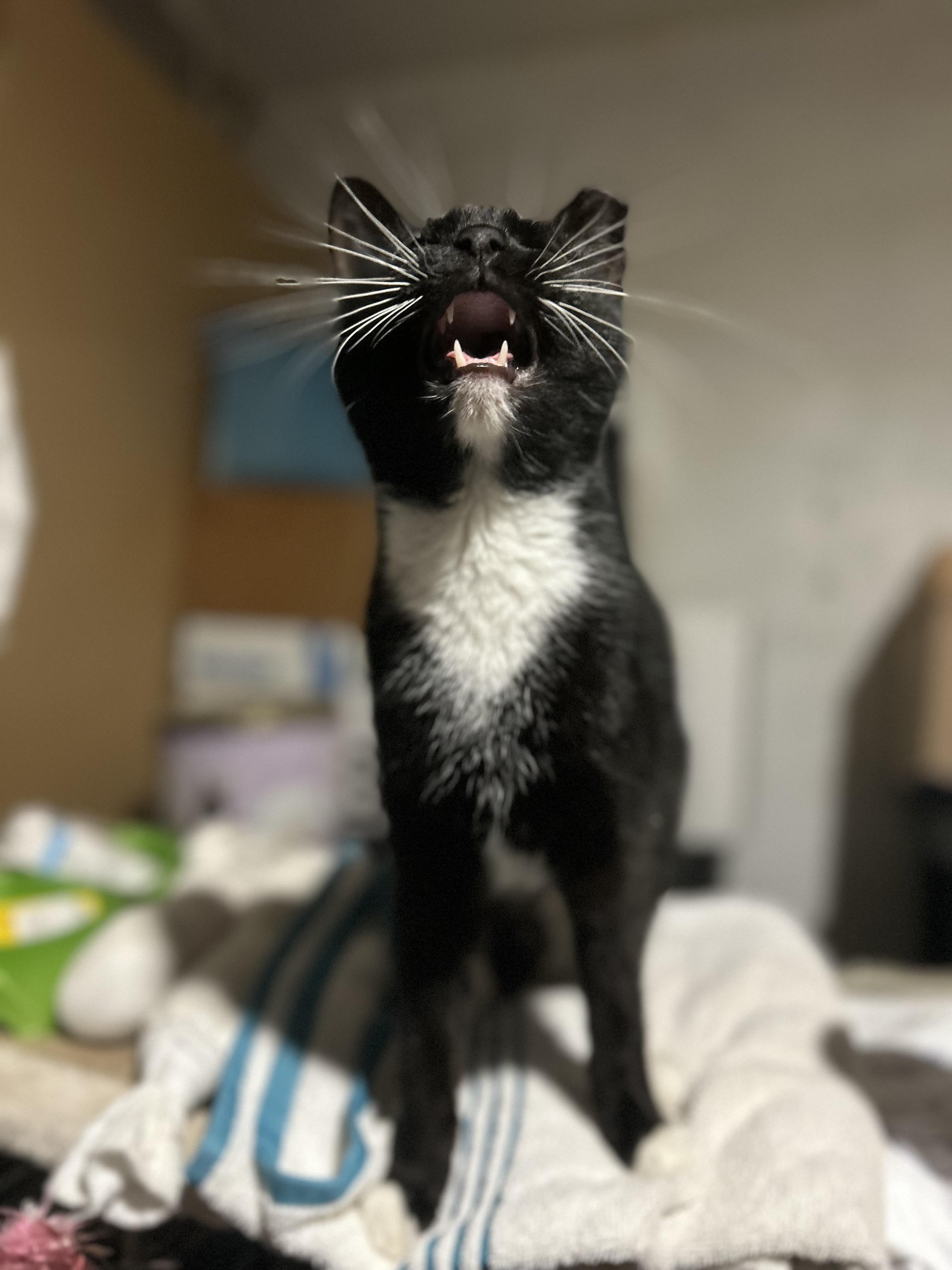 Guava, Adoptable, Adult Female Domestic Short Hair.