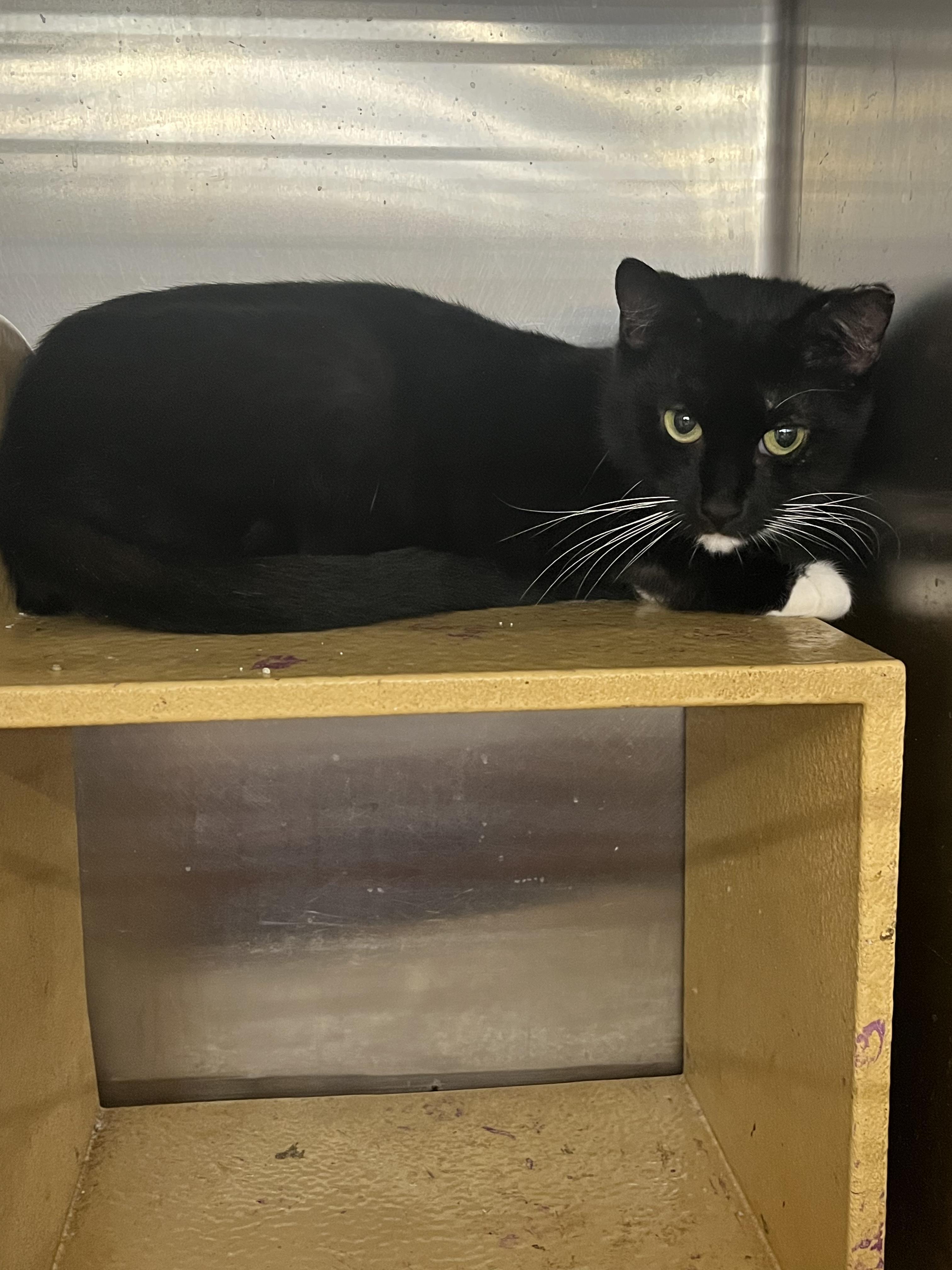 Enlarge Guava, an adopted mixed breed in South Euclid, OH image 2/3