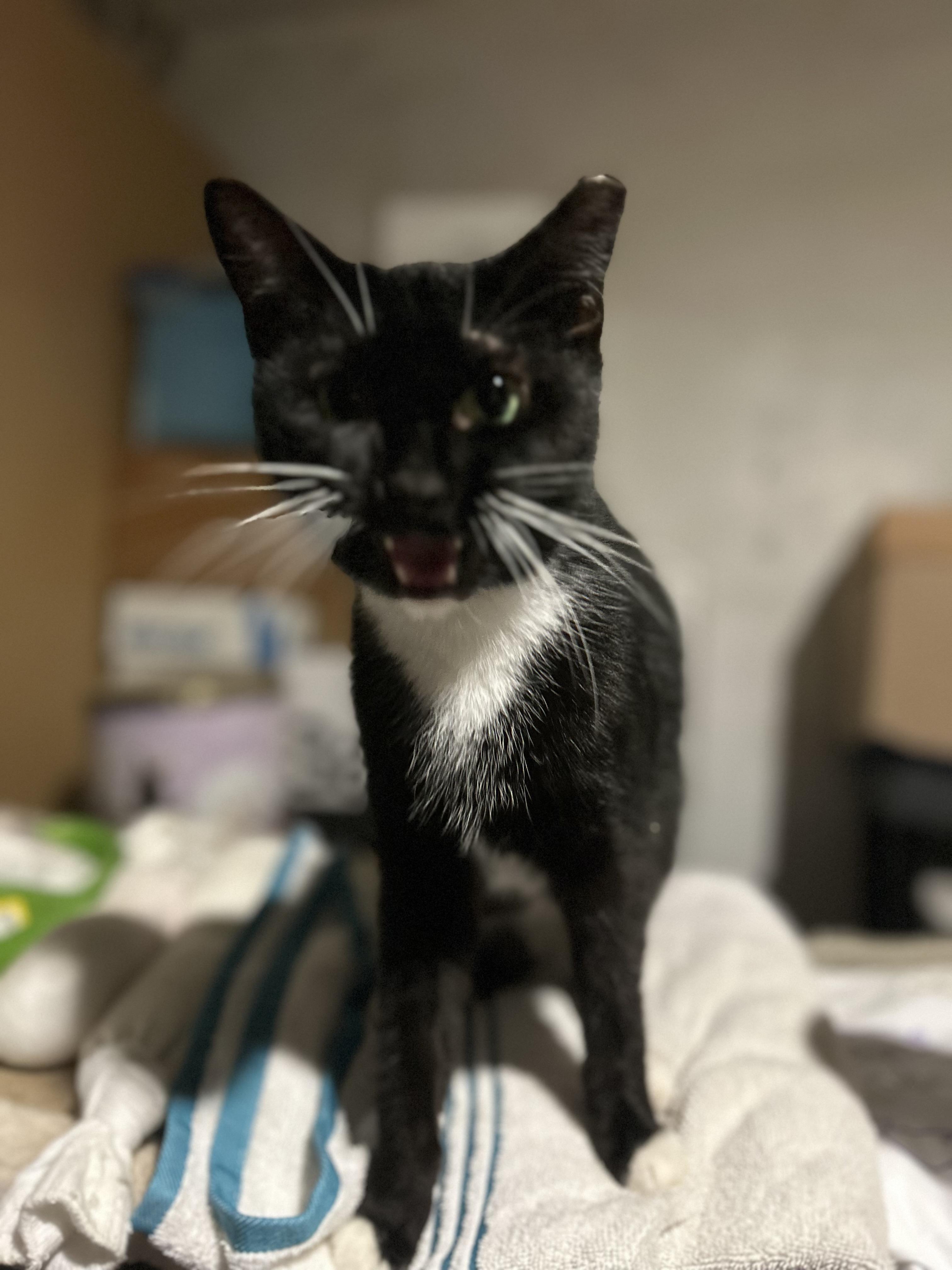 Enlarge Guava, an adopted mixed breed in South Euclid, OH image 3/3