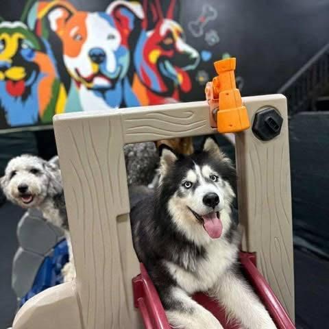 Enlarge Meet Maverick — The Perfect Husky-Malamute Gentleman, an adopted mixed breed in Missoula, MT image 5/6