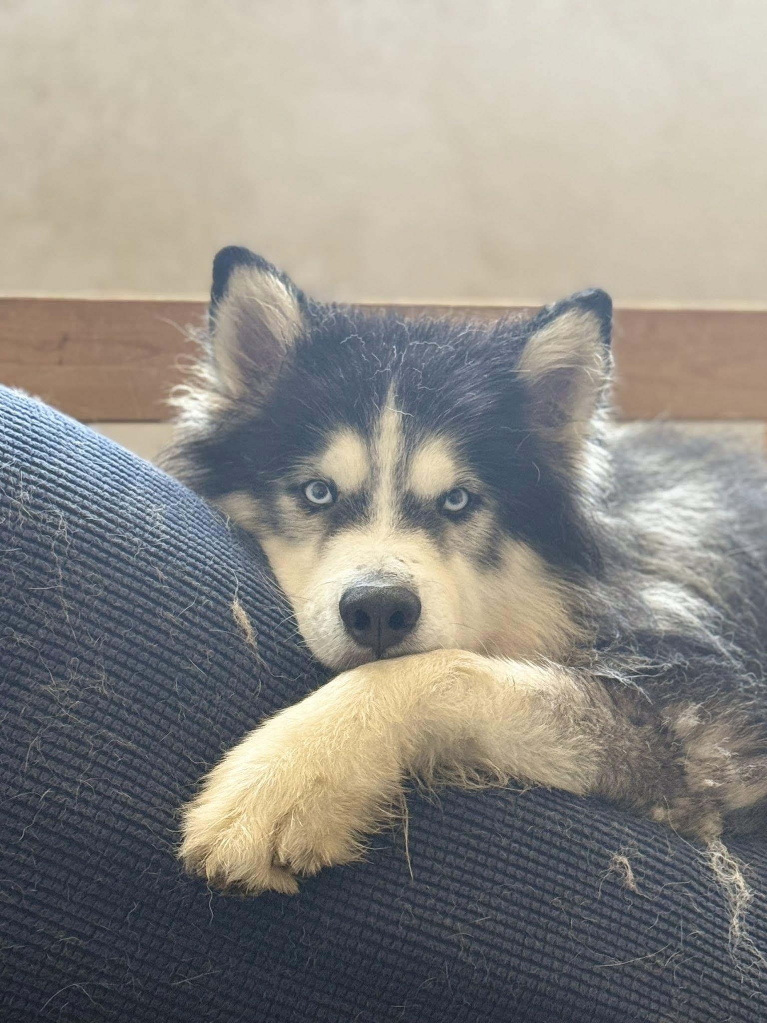 Enlarge Meet Maverick — The Perfect Husky-Malamute Gentleman, an adopted mixed breed in Missoula, MT image 2/6