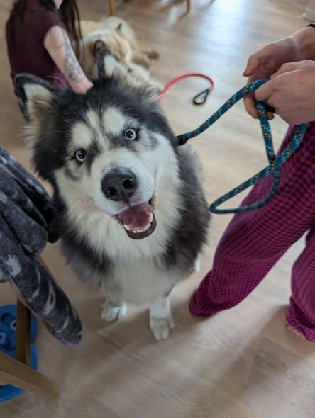 Enlarge Meet Maverick — The Perfect Husky-Malamute Gentleman, an adopted mixed breed in Missoula, MT image 3/6