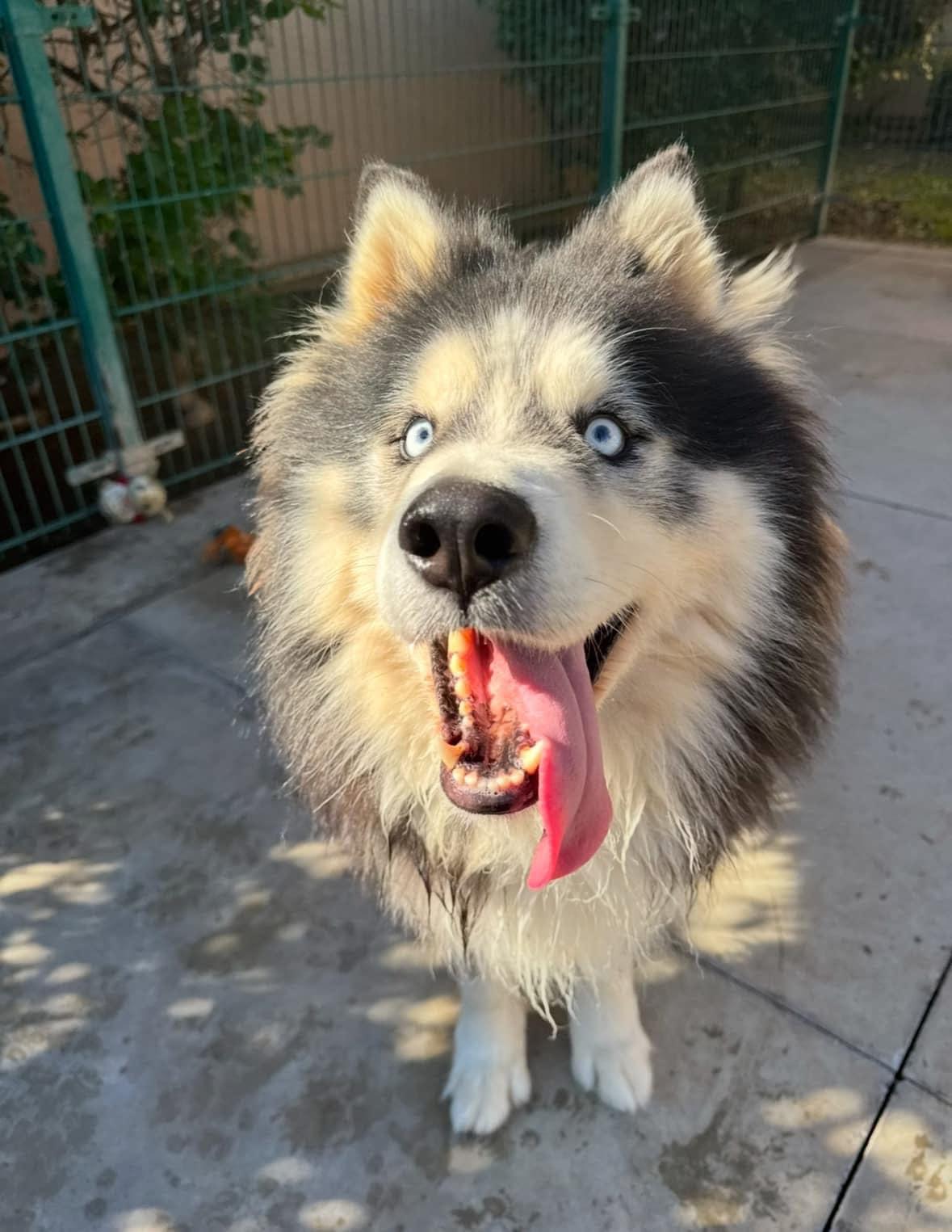 Enlarge Meet Maverick — The Perfect Husky-Malamute Gentleman, an adopted mixed breed in Missoula, MT image 1/6