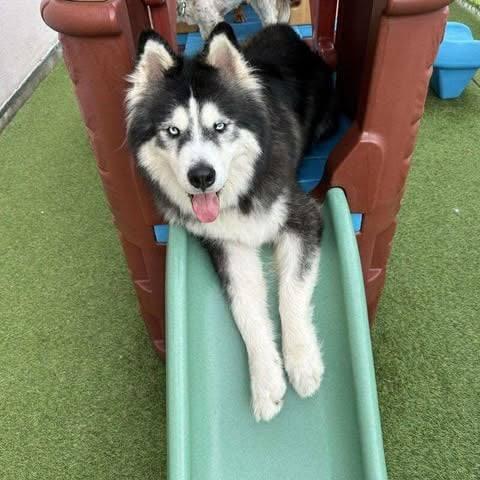 Enlarge Meet Maverick — The Perfect Husky-Malamute Gentleman, an adopted mixed breed in Missoula, MT image 4/6