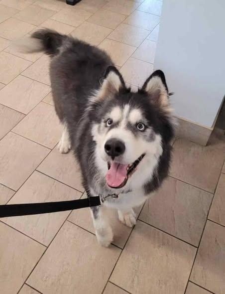 Enlarge Meet Maverick — The Perfect Husky-Malamute Gentleman, an adopted mixed breed in Missoula, MT image 6/6