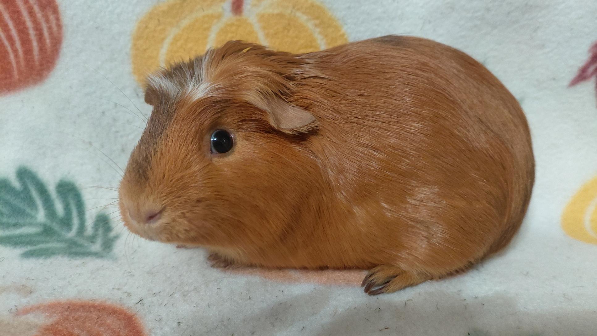 Enlarge Sienna, a Adoptable Guinea Pig in Cincinnati, OH image 4/4