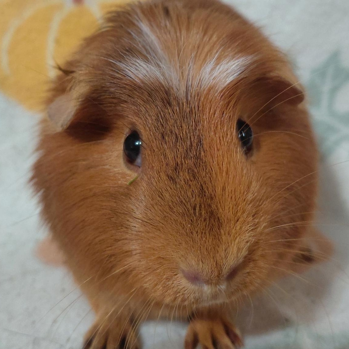 Sienna, Adoptable, Adult Female Guinea Pig.
