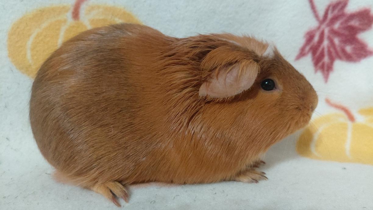 Enlarge Sienna, a Adoptable Guinea Pig in Cincinnati, OH image 3/4