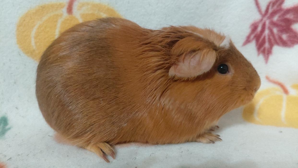 Enlarge Sienna, a Adoptable Guinea Pig in Cincinnati, OH image 2/4