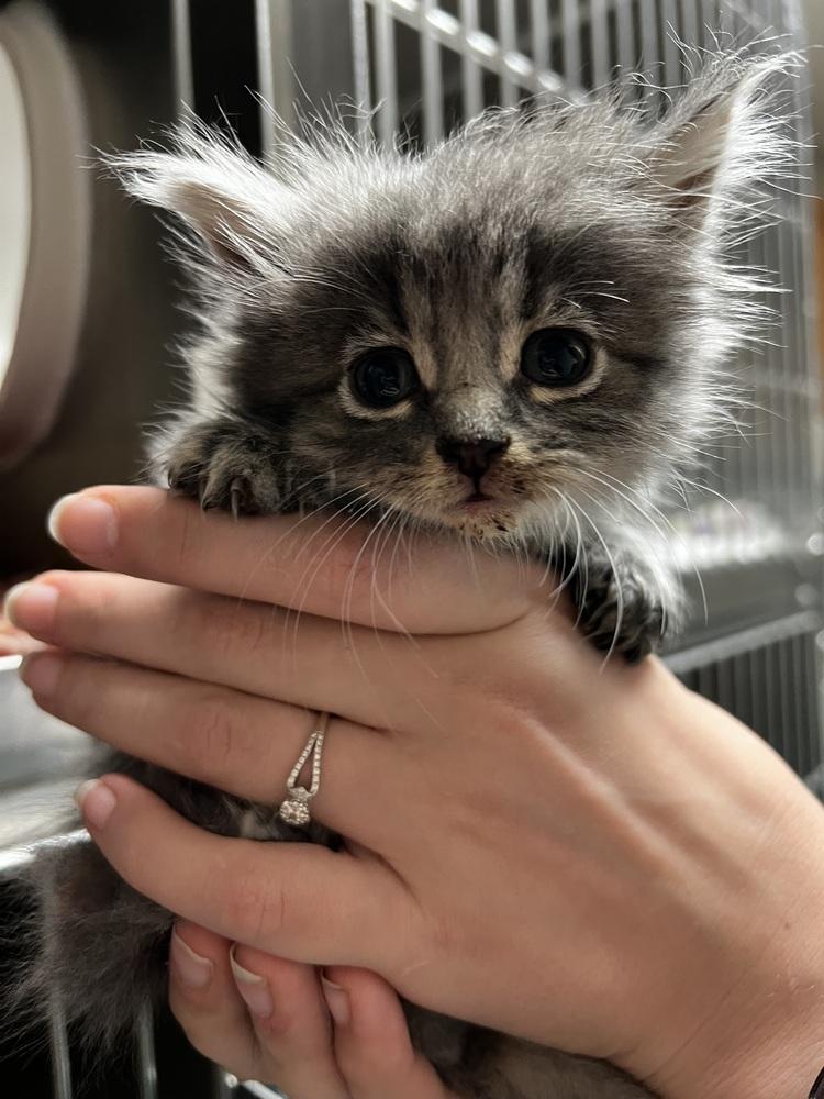 gray kitten (needs name), Adopted, Kitten Female Domestic Long Hair.