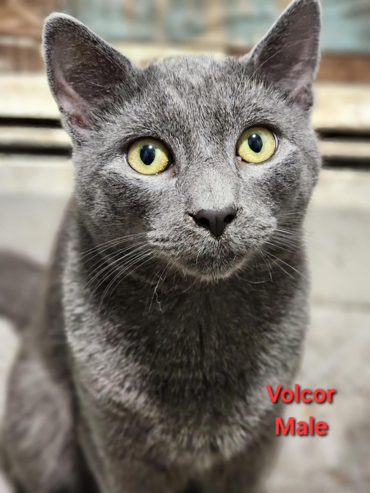 Enlarge Volcor, a Adoptable Domestic Short Hair in Woodstock, CT image 1/1
