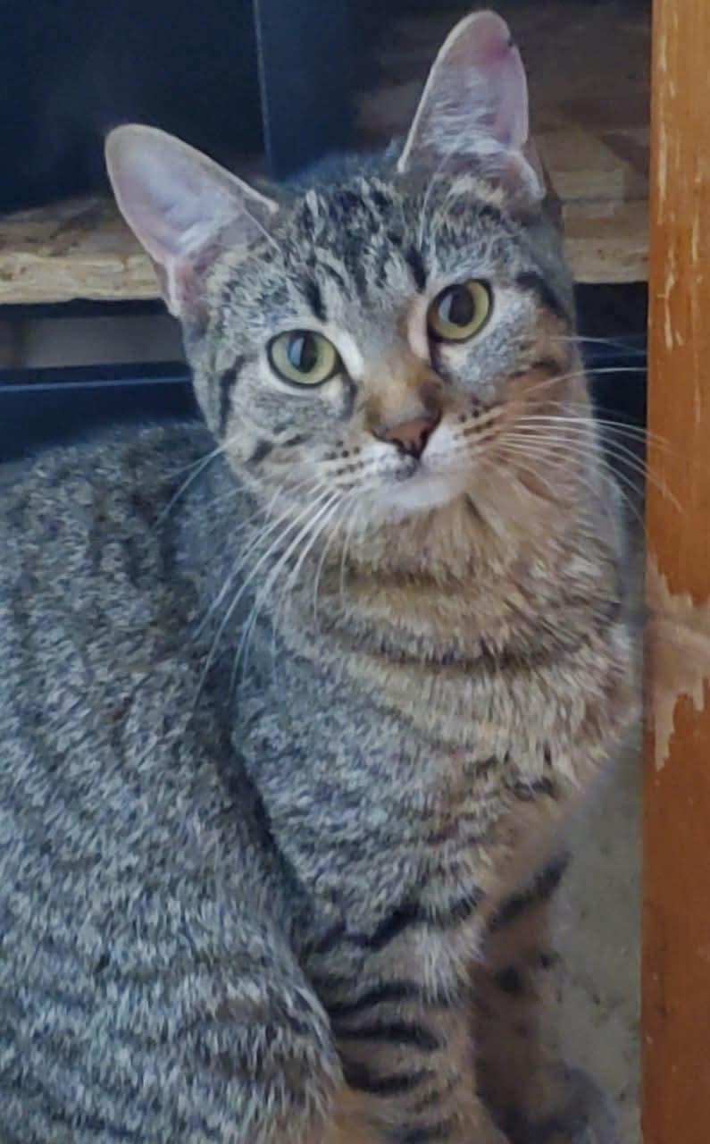 Enlarge Michaela, a Adoptable mixed breed in Sioux City, IA image 1/2