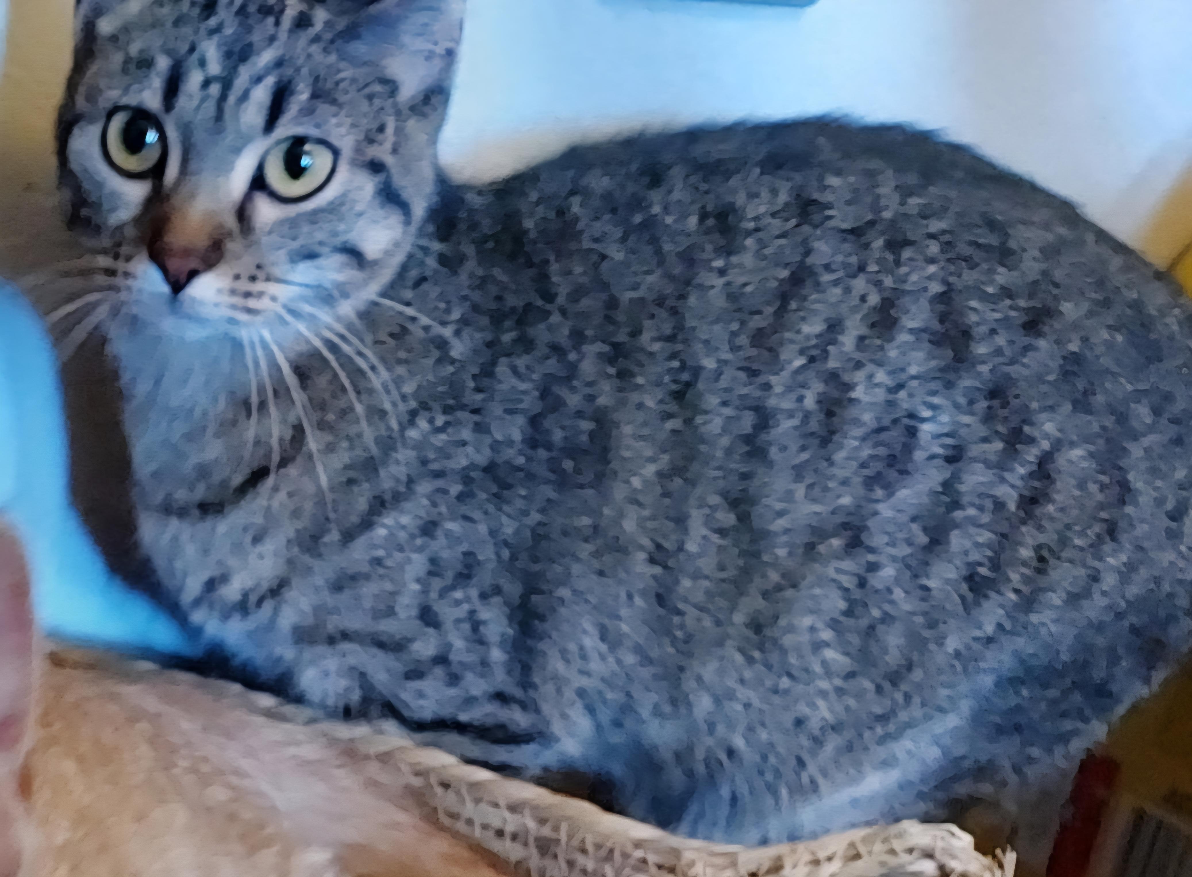 Enlarge Michaela, a Adoptable mixed breed in Sioux City, IA image 2/2