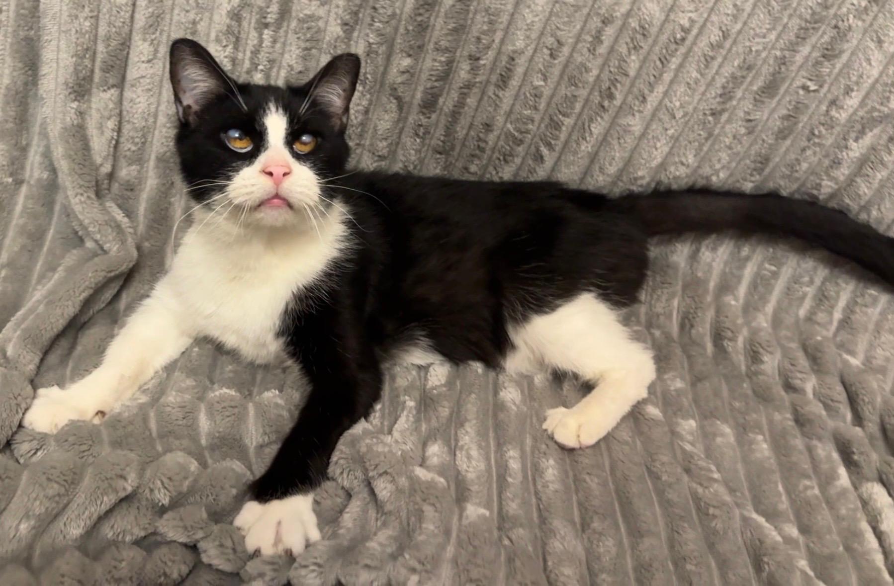 Pulled Pork, a ADOPTABLE Domestic Short Hair in Cleveland, OH image 1/6