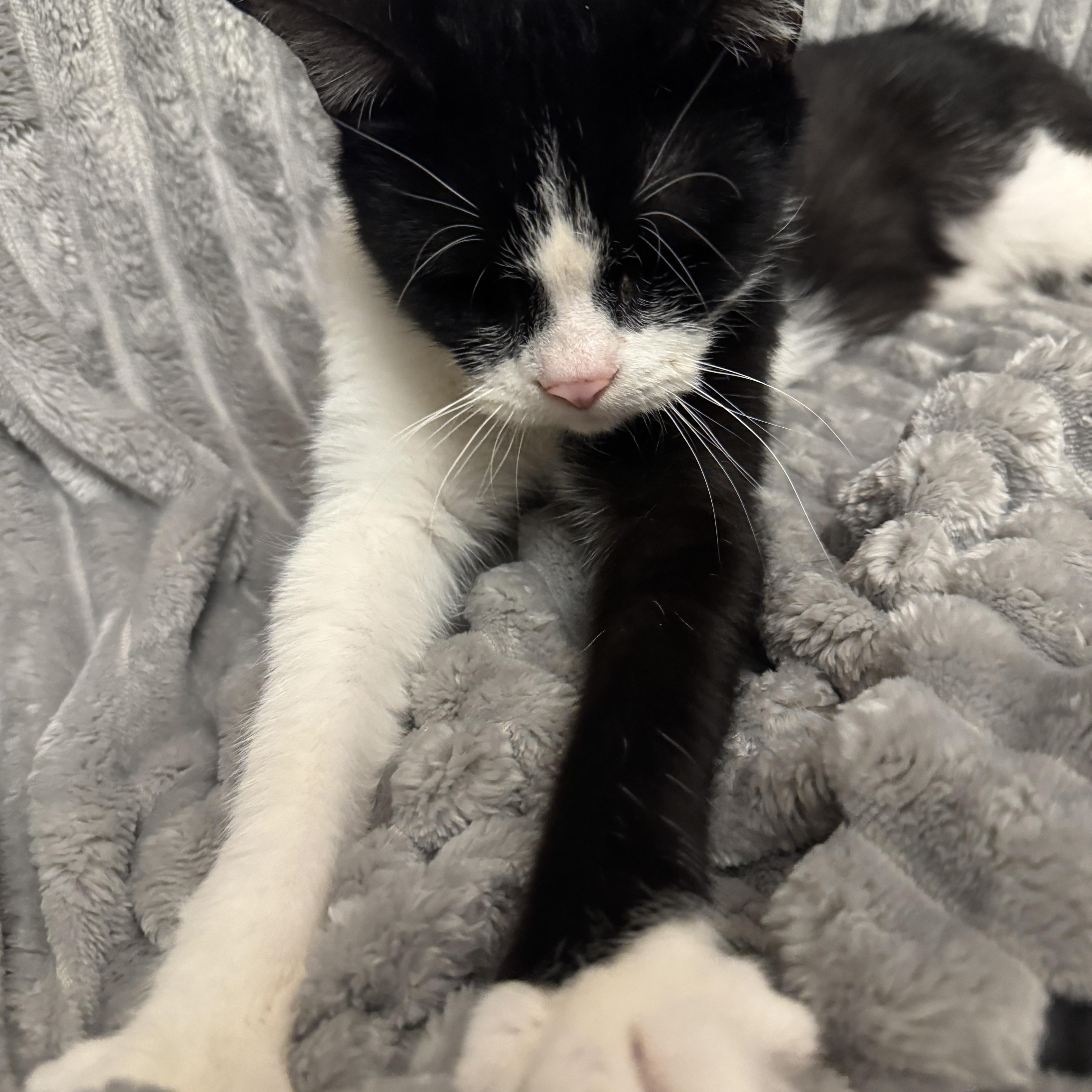 Pulled Pork, a ADOPTABLE Domestic Short Hair in Cleveland, OH image 5/6