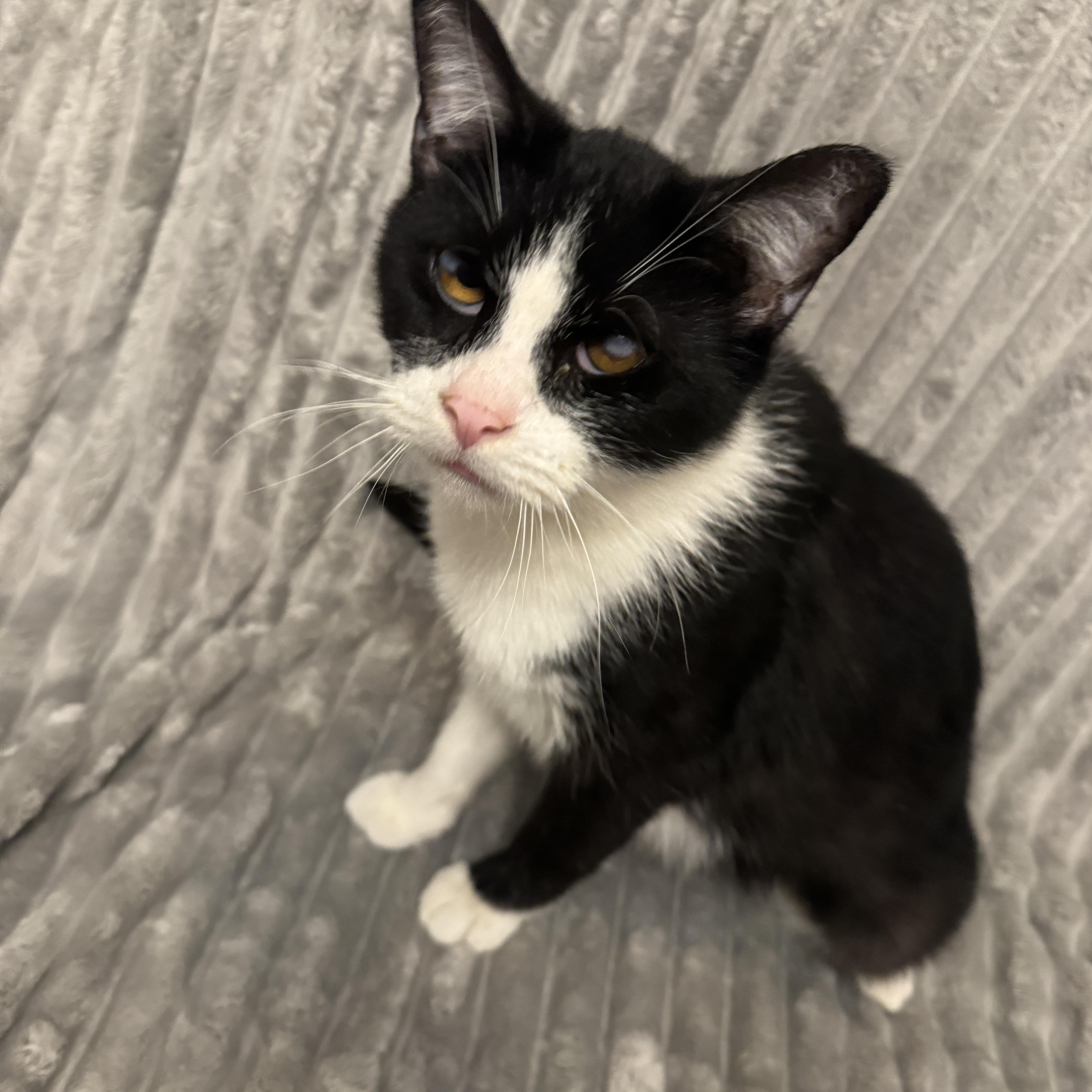 Pulled Pork, a ADOPTABLE Domestic Short Hair in Cleveland, OH image 6/6