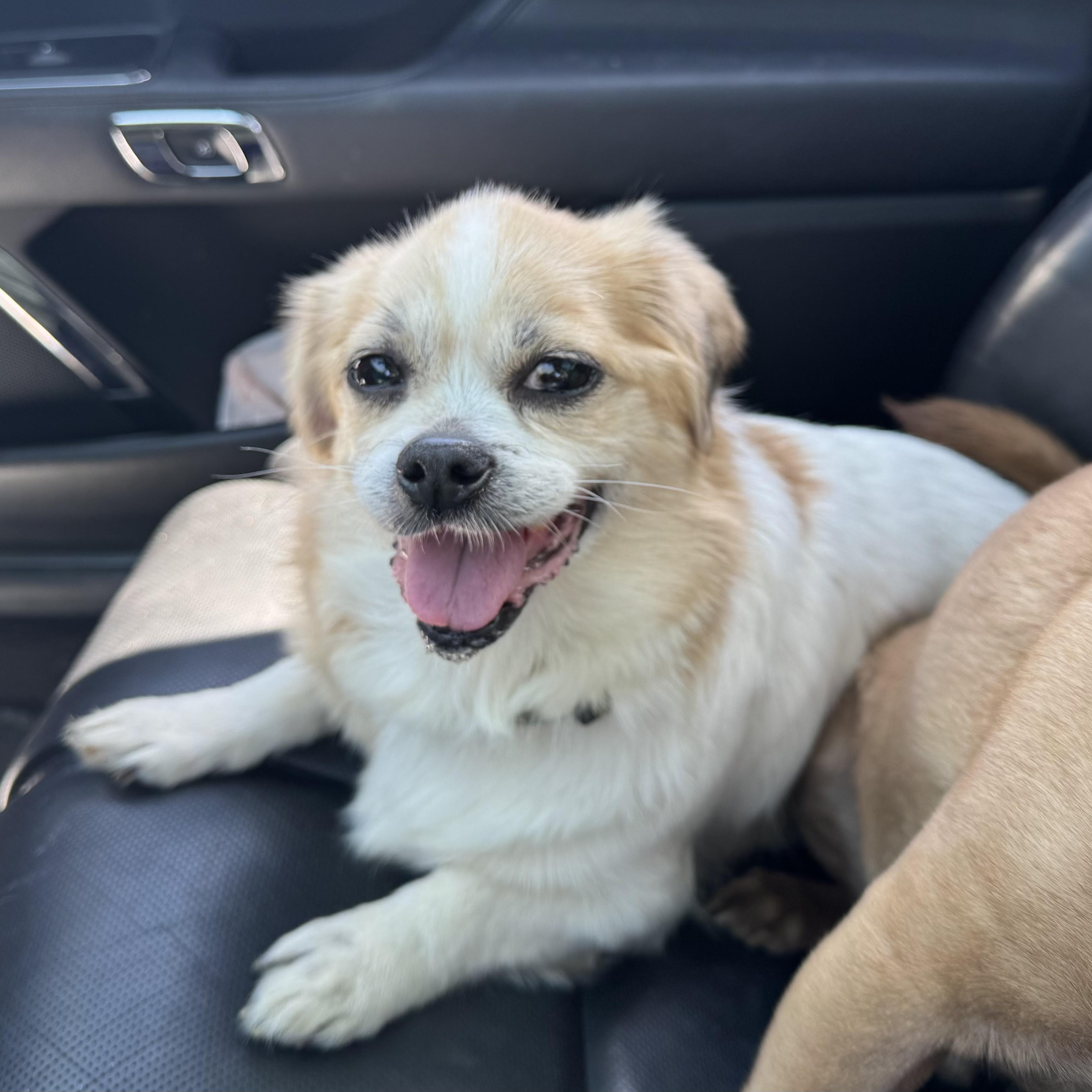Enlarge Rayne, a ADOPTABLE Pekingese in Hartland, WI image 2/5