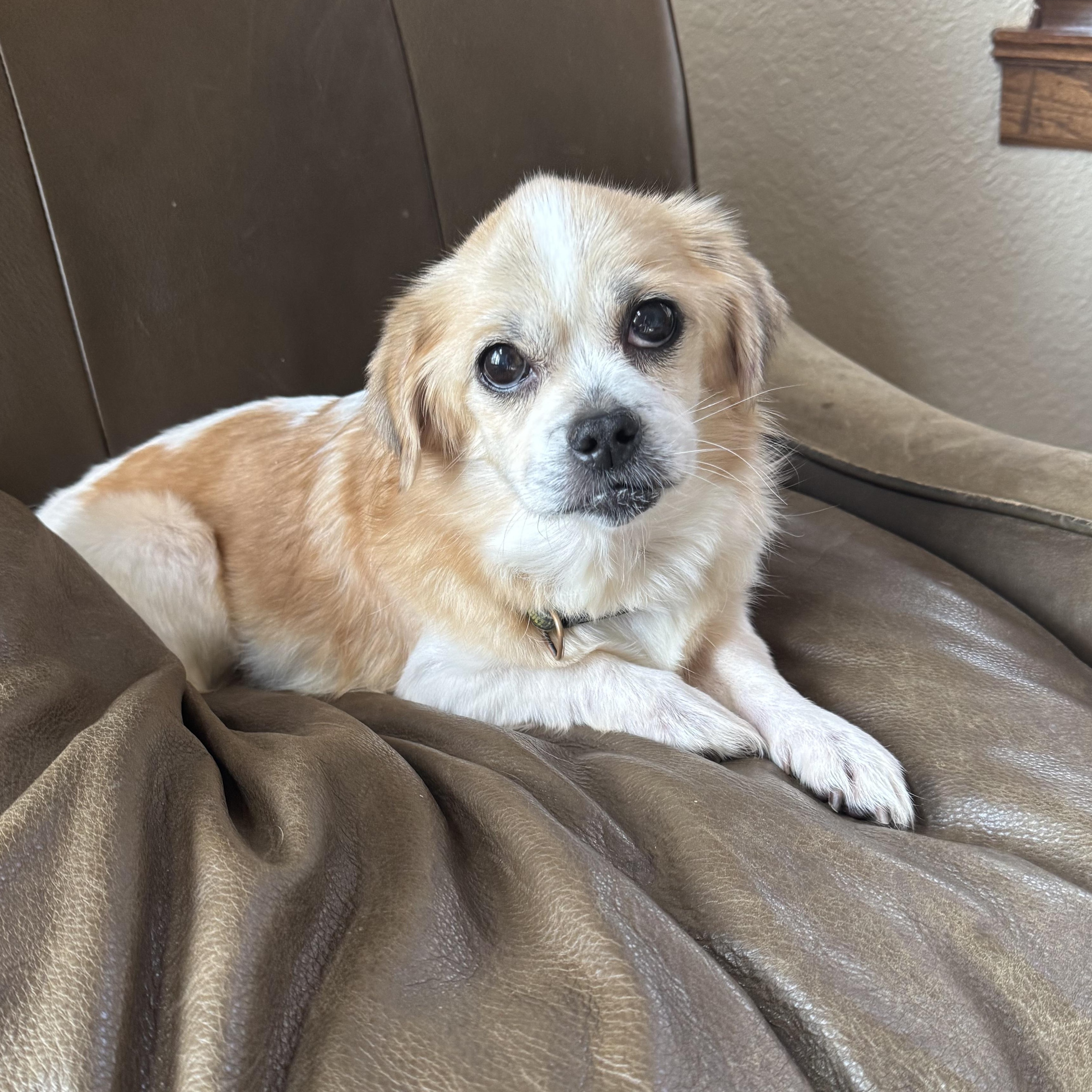 Enlarge Rayne, a ADOPTABLE Pekingese in Hartland, WI image 1/5
