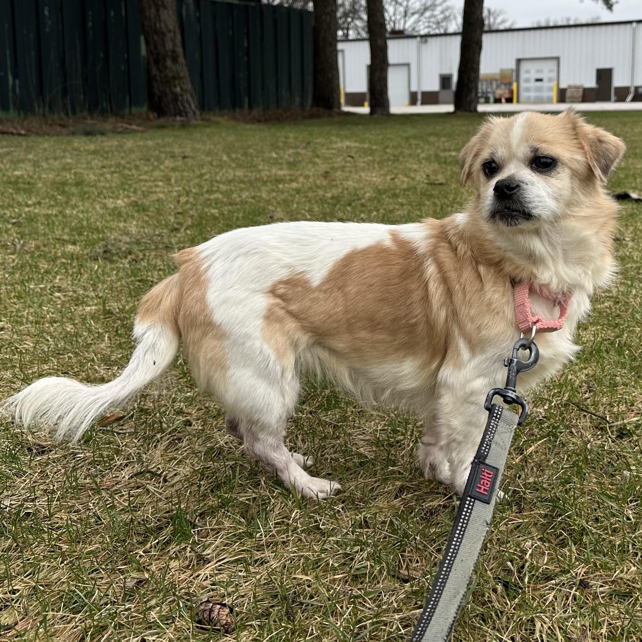 Enlarge Rayne, a ADOPTABLE Pekingese in Hartland, WI image 4/5