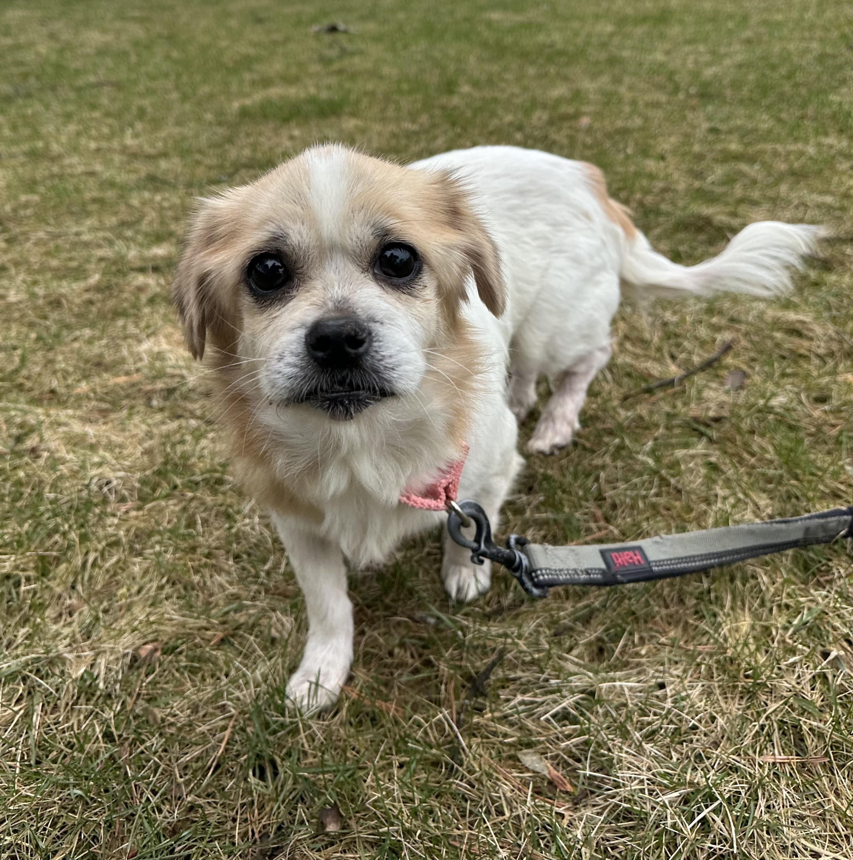 Enlarge Rayne, a ADOPTABLE Pekingese in Hartland, WI image 3/5