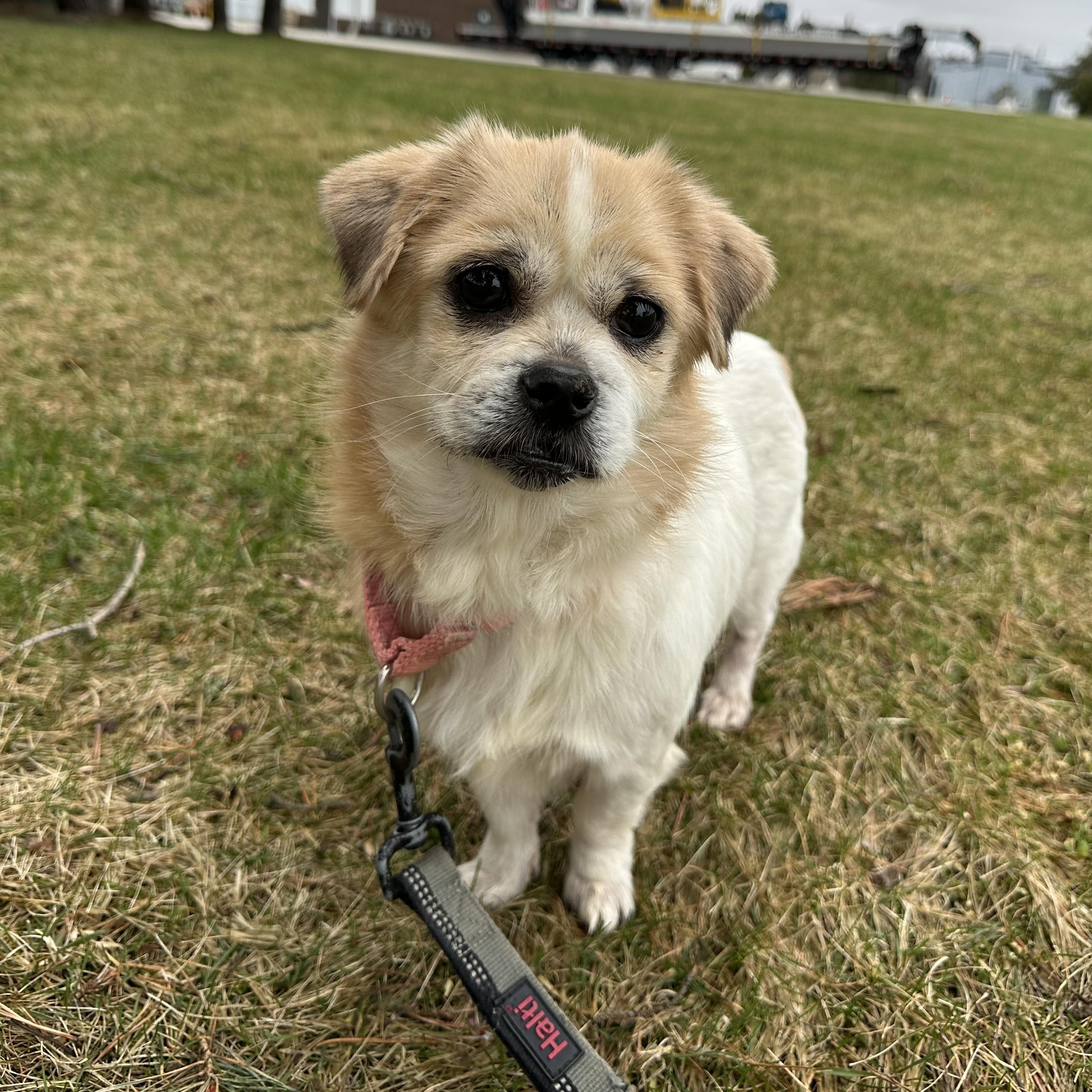 Enlarge Rayne, a ADOPTABLE Pekingese in Hartland, WI image 5/5