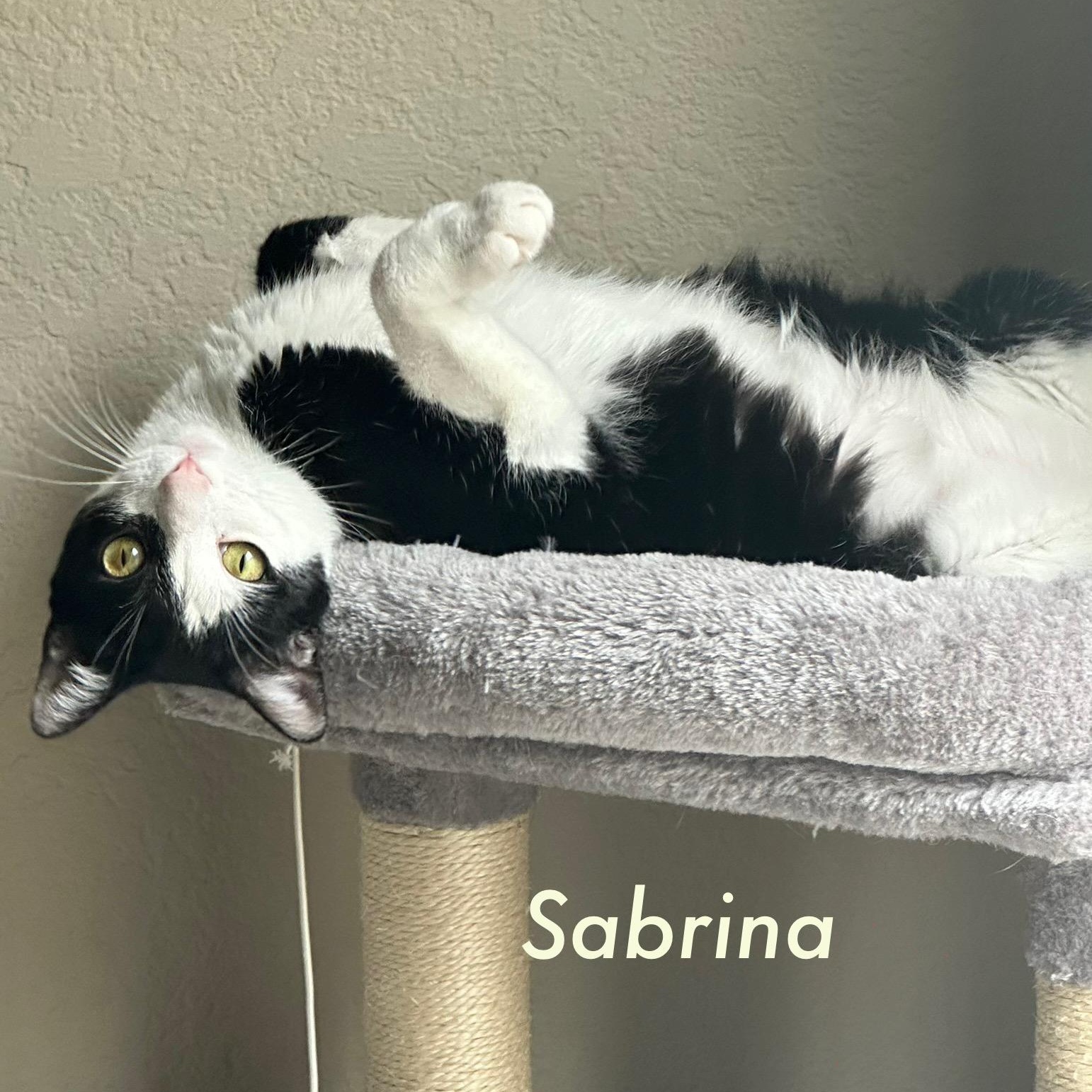 Enlarge Sabrina, a Adoptable Domestic Short Hair in Trabuco Canyon, CA image 1/5