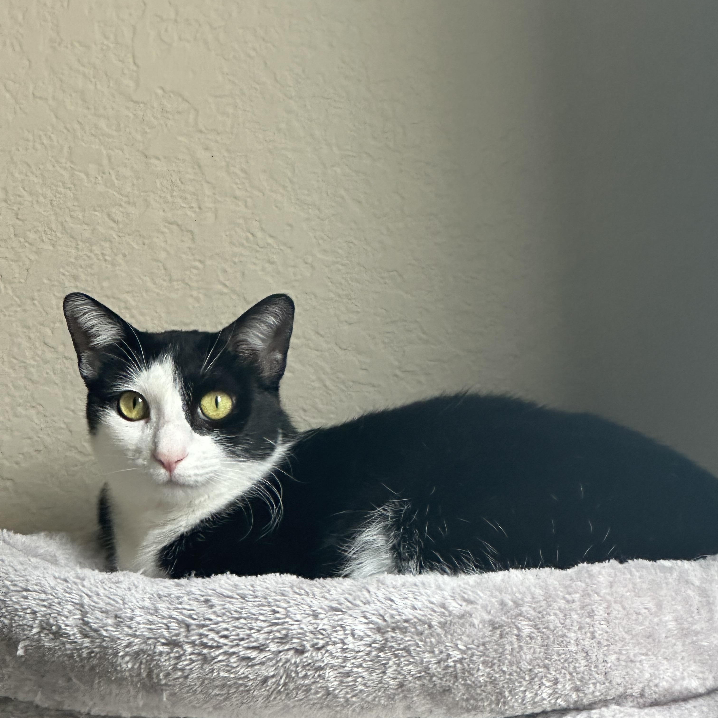 Enlarge Sabrina, a Adoptable Domestic Short Hair in Trabuco Canyon, CA image 2/5