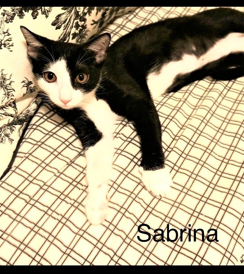Enlarge Sabrina, a Adoptable Domestic Short Hair in Trabuco Canyon, CA image 4/5
