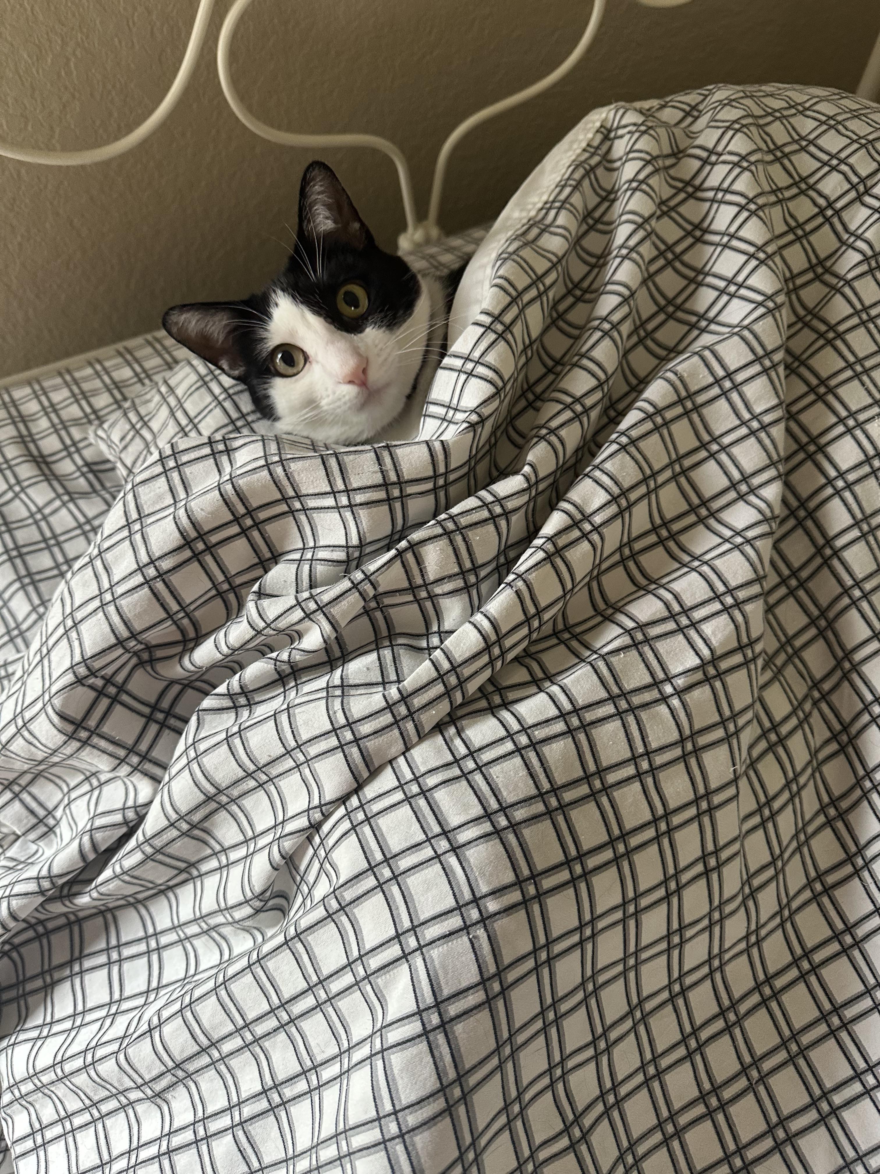 Enlarge Sabrina, a Adoptable Domestic Short Hair in Trabuco Canyon, CA image 3/5