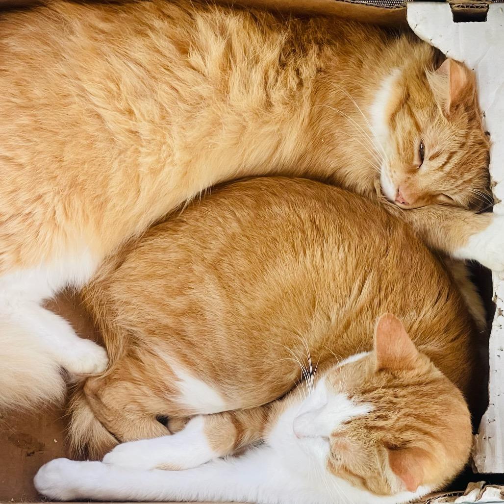 Orange Bang, a Adoptable Domestic Short Hair in Pahoa, HI image 1/3