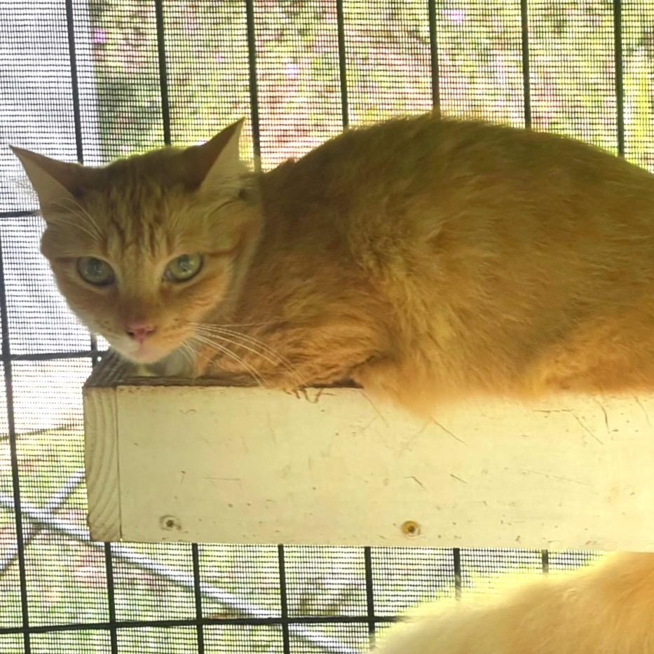 Newbie T1, Adoptable, Senior Male Domestic Short Hair.