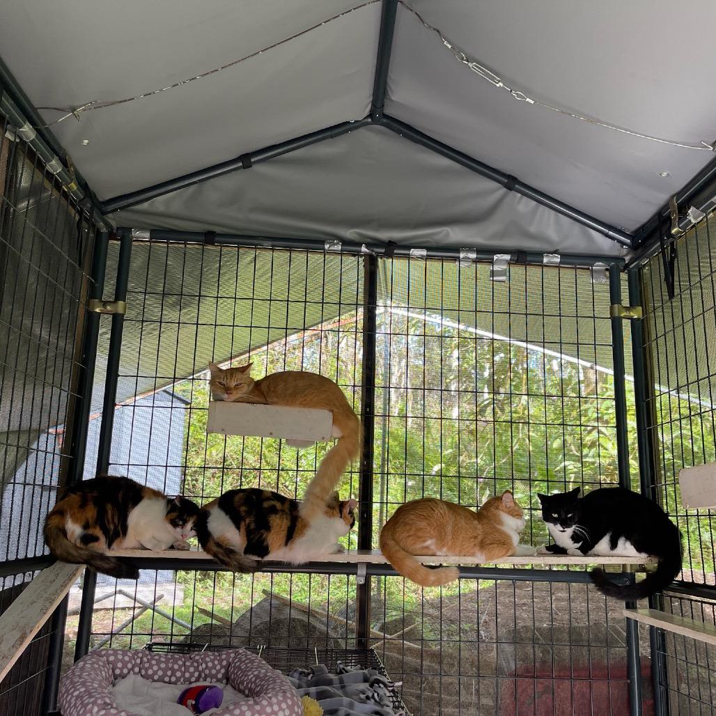 Newbie T1, a Adoptable Domestic Short Hair in Pahoa, HI image 2/3