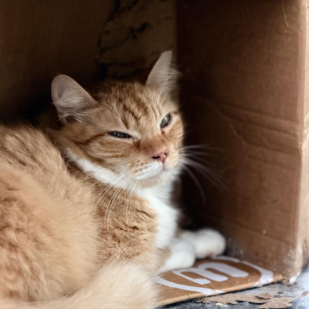 Orange Bang, a Adoptable Domestic Short Hair in Pahoa, HI image 4/5