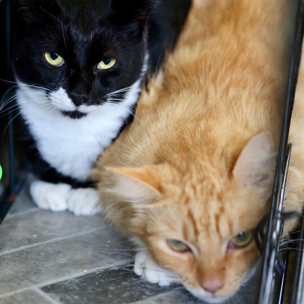 Newbie T1, a Adoptable Domestic Short Hair in Pahoa, HI image 3/3