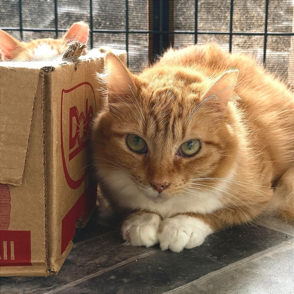 Orange Bang, a Adoptable Domestic Short Hair in Pahoa, HI image 5/5