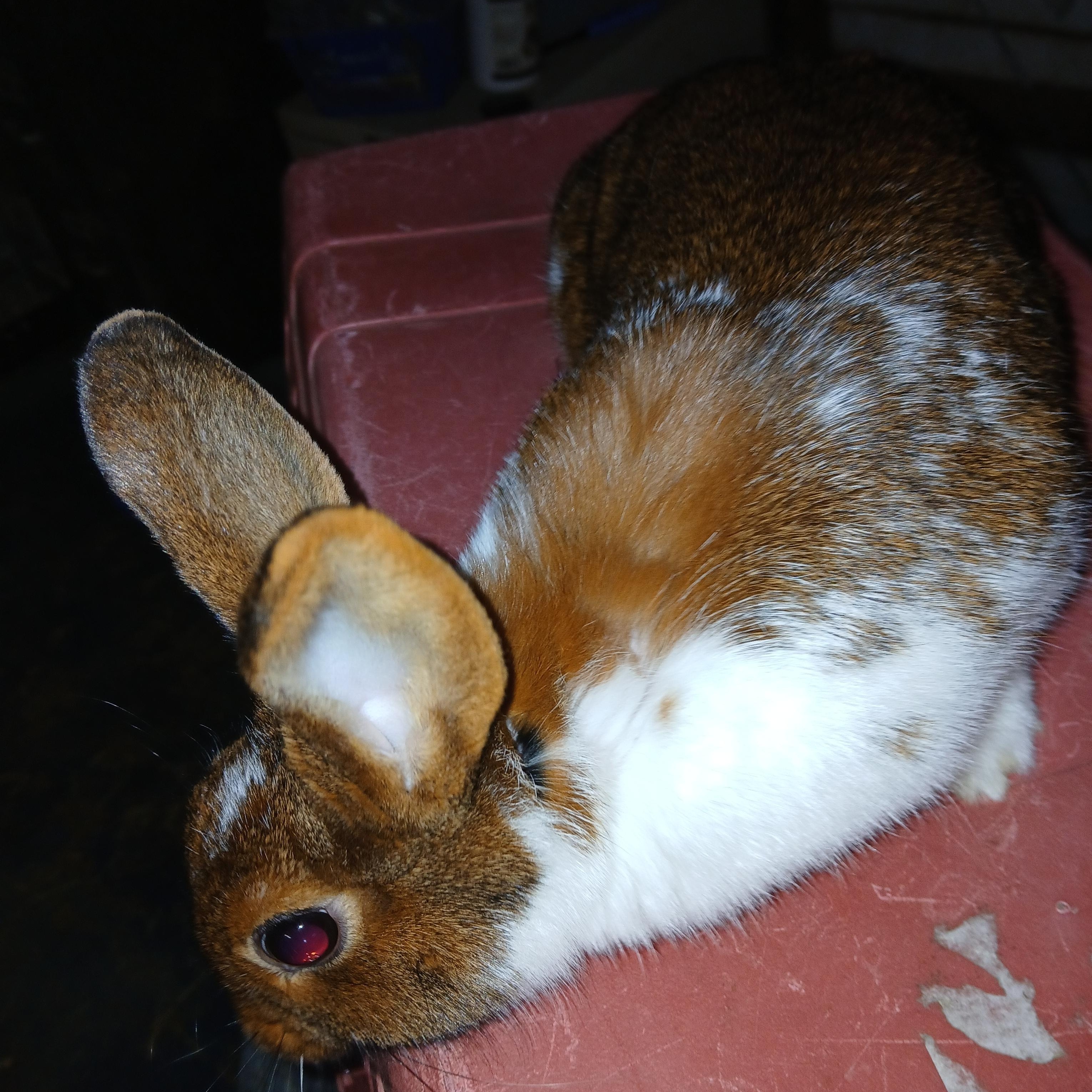 Sahara, an adopted mixed breed in Dearborn, MO image 3/5
