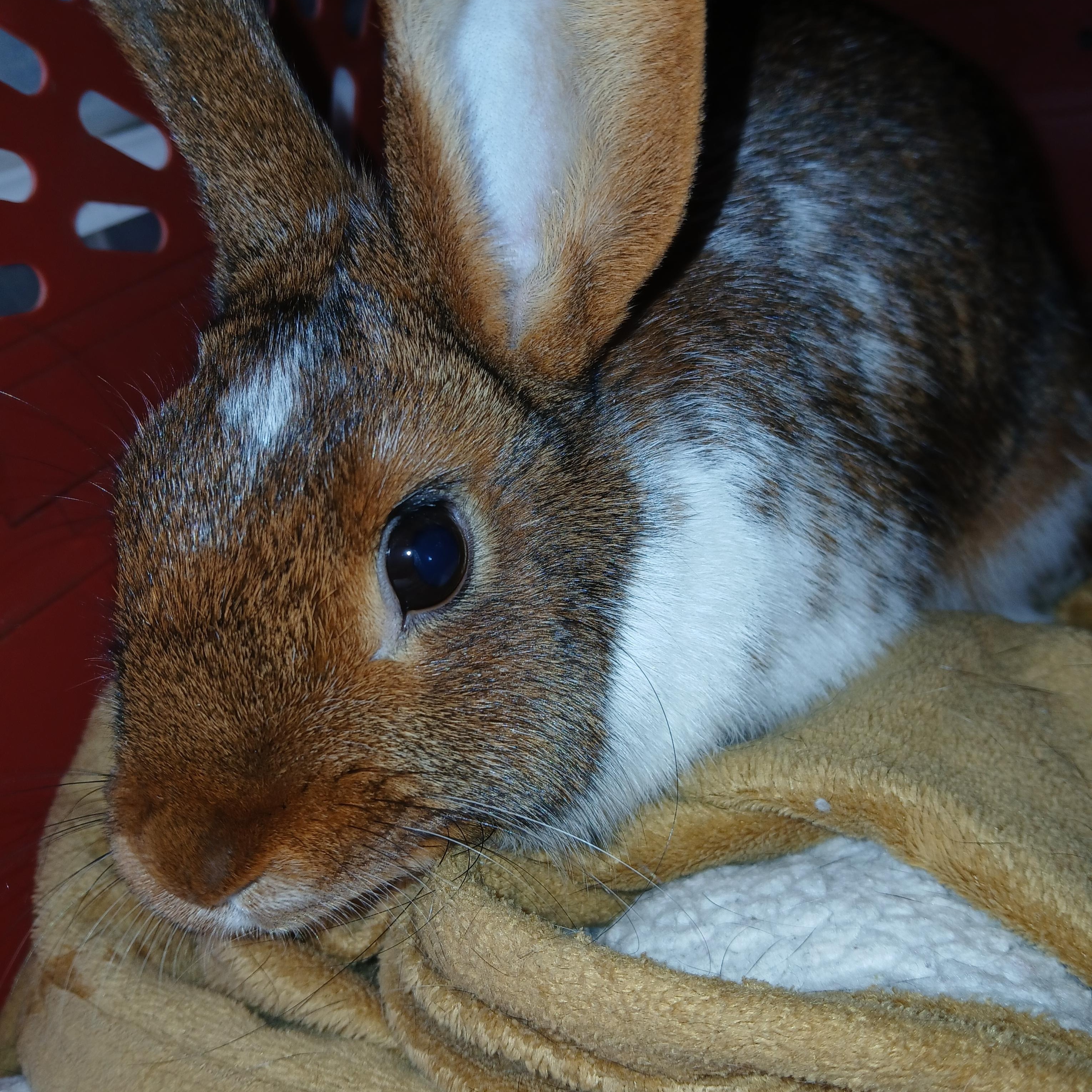 Sahara, an adopted mixed breed in Dearborn, MO image 2/5
