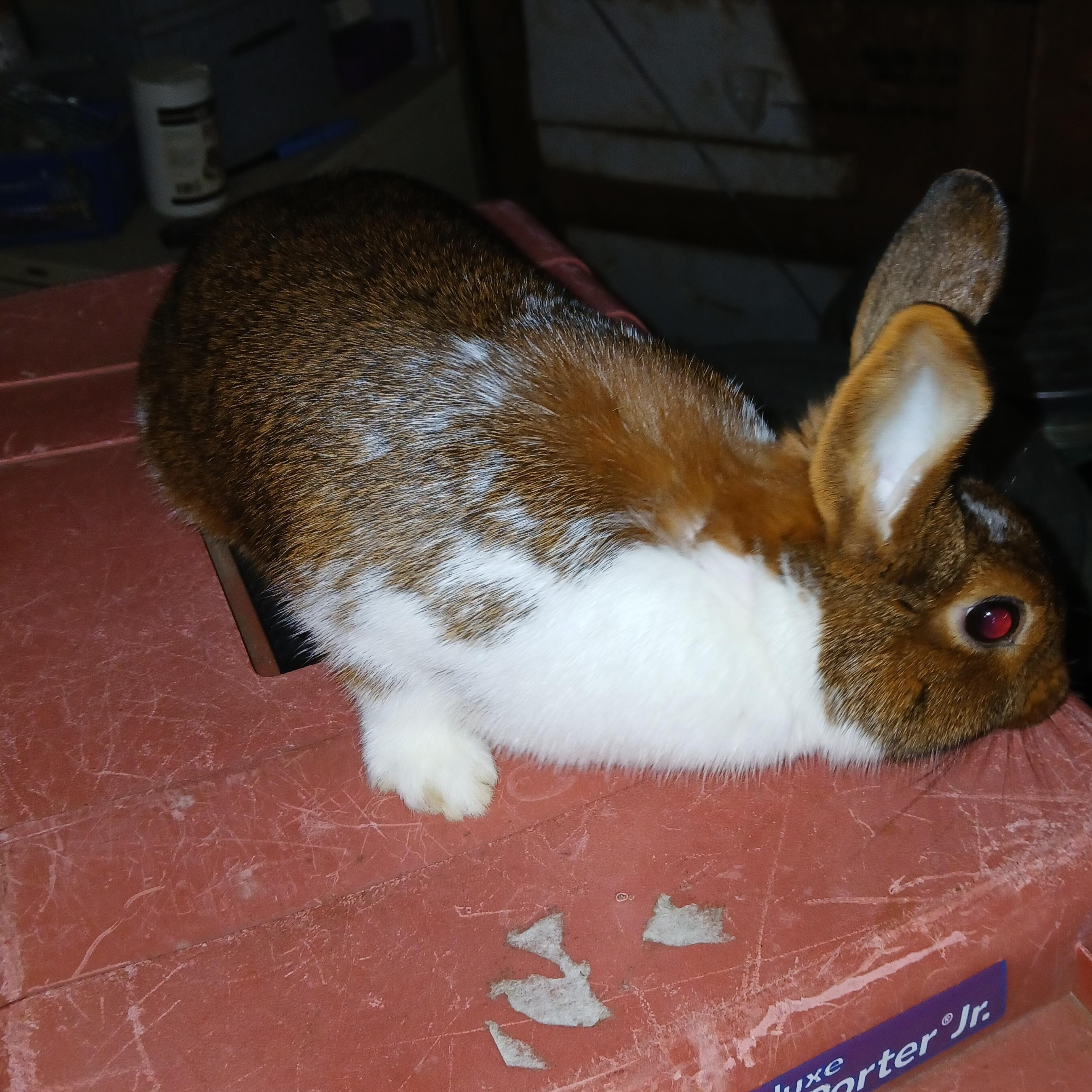 Sahara, an adopted mixed breed in Dearborn, MO image 5/5