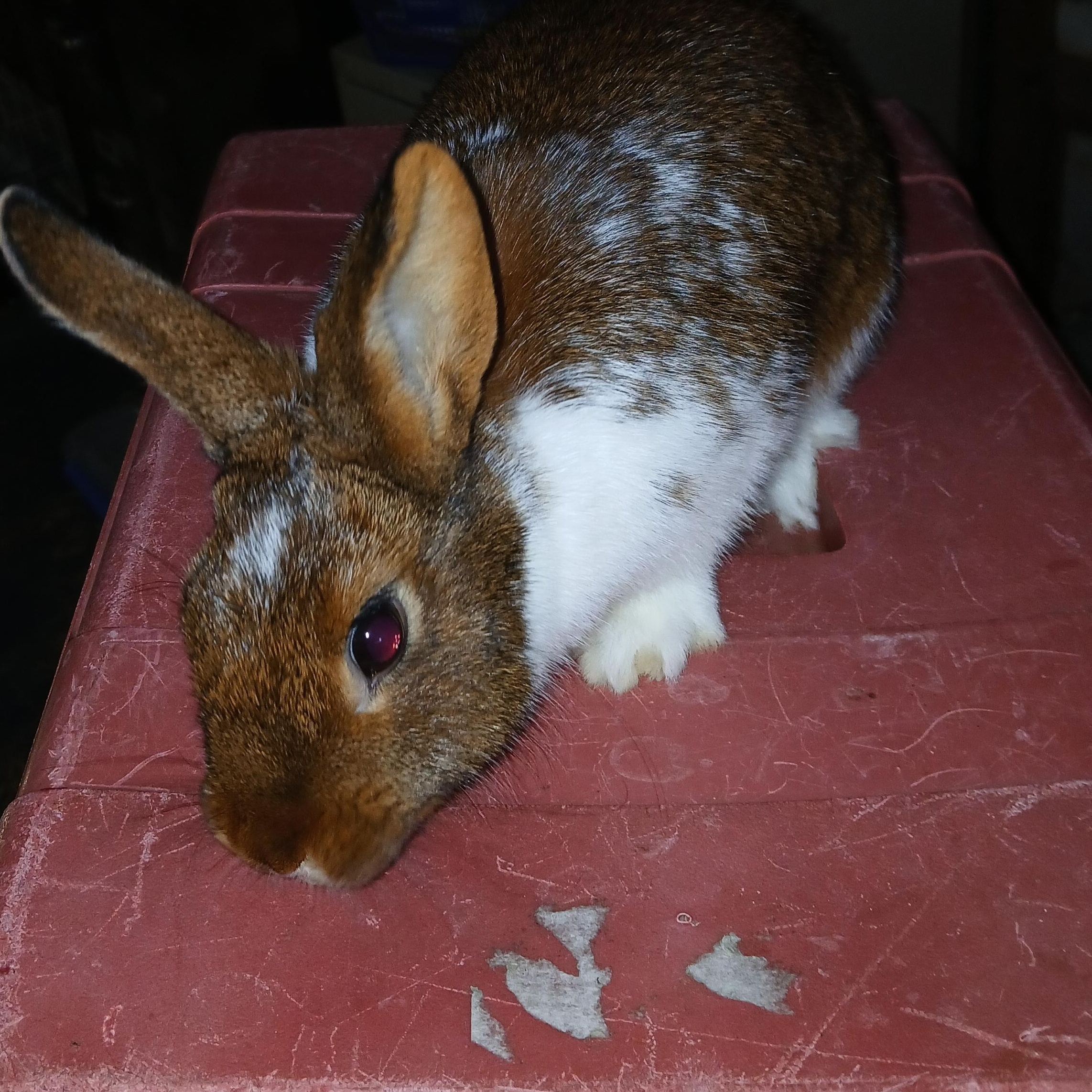 Sahara, an adopted mixed breed in Dearborn, MO image 4/5