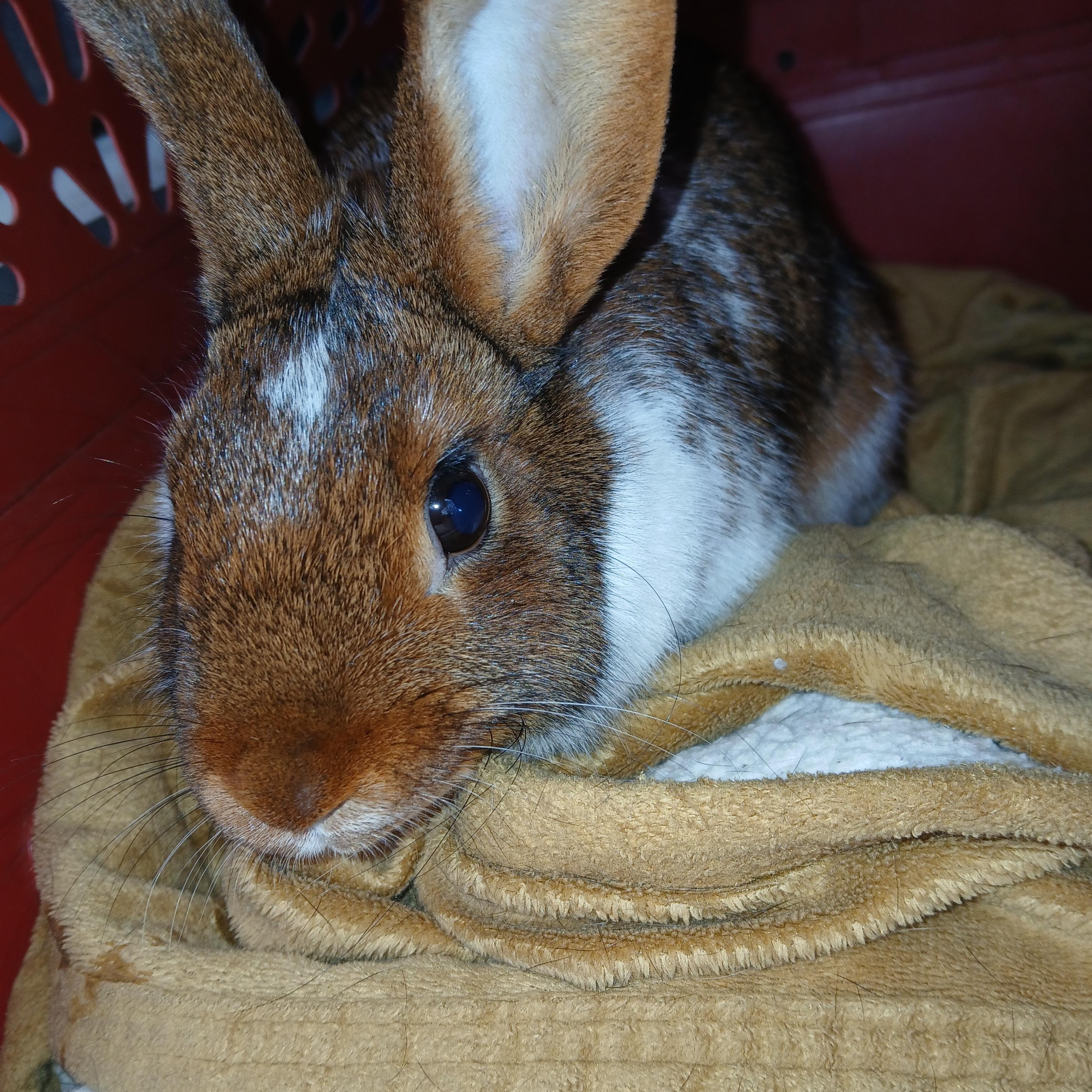 Sahara, an adopted mixed breed in Dearborn, MO image 1/5