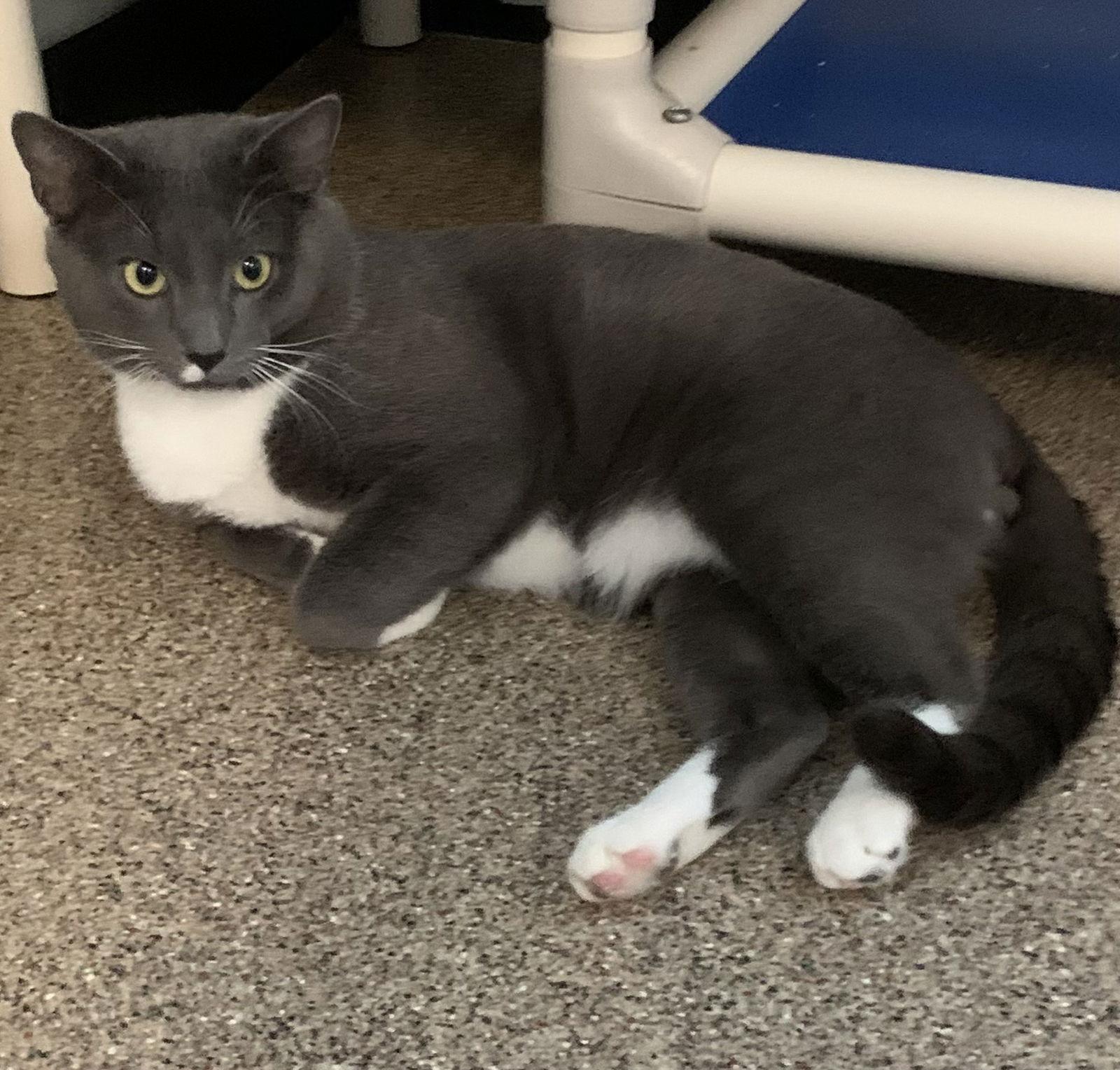 Enlarge Sammy, a Adoptable Domestic Short Hair in Sanford, FL image 1/3